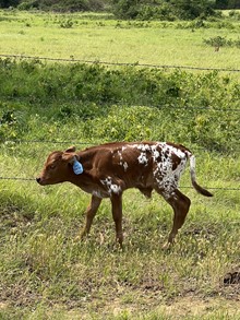 MML TEXAS TANKTOP BULL