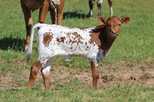 Southern Swag BULL