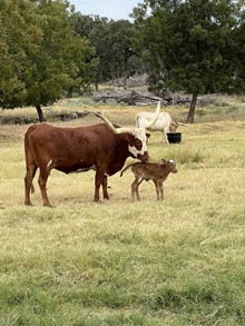 SO UNPREDICTABLE HEIFER