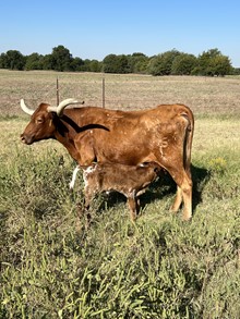 COWGIRL RED BULL