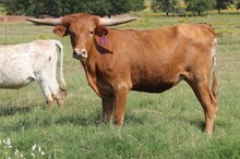 Chill Bumps Heifer
