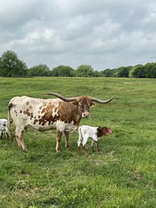 TUFF DANCE HEIFER