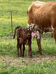 FANTOMS EX HEIFER