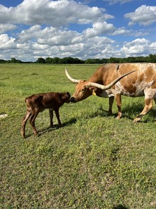 TEXAS TANKTOP BULL