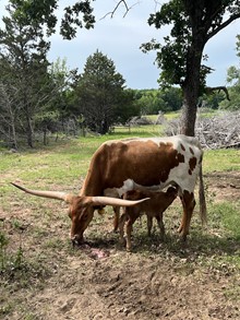 TAP DANCER BULL