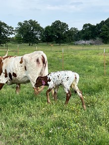 DIAMONDS EX HEIFER
