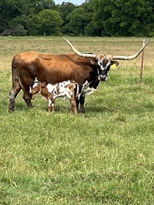 BIG FIONA HEIFER