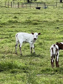 DUTCHESS TIPPER HEIFER