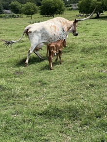 SOUTHERN CHAMPAGNE BULL