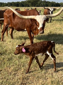 UNPREDICTABLE HEIFER