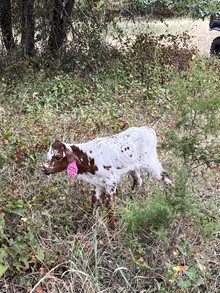 PLAYBOY’S REFLECTION HEIFER