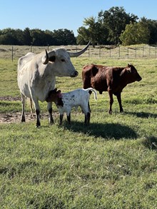 50’s Southern Belle Heifer