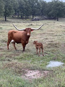 Bandita Roja Bull