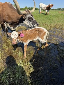 Big Fiona Heifer