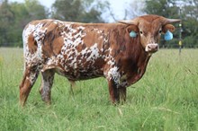 Innovate bull