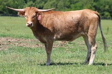 EX’S COWGIRL MML