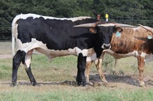 Molly’s Ex Bull