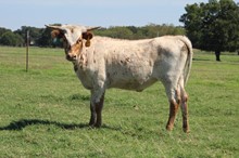 MY EX LIVES IN TEXAS MML