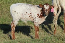 PLAYBOY’S REFLECTION HEIFER