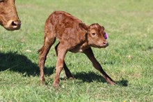 Riverboat Swag MML HEIFER
